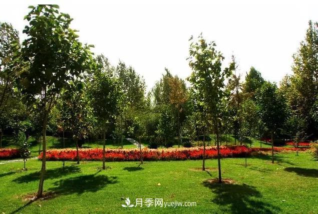 園林苗木移栽，怎樣才能更好生根？(圖2)