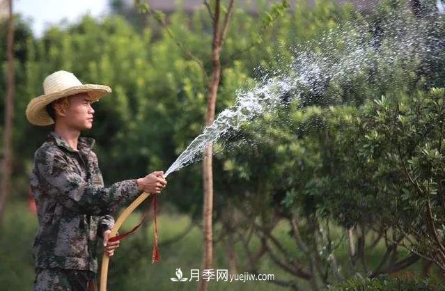20條可以指導(dǎo)苗木花卉移植的諺語(yǔ)(圖3)