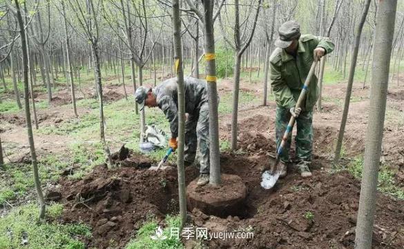 20條可以指導(dǎo)苗木花卉移植的諺語(yǔ)(圖1)