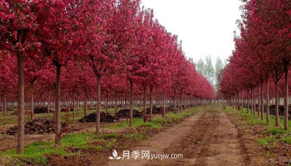 良好的苗源是高成活率的基礎(chǔ)，資深苗木人教你(圖2)