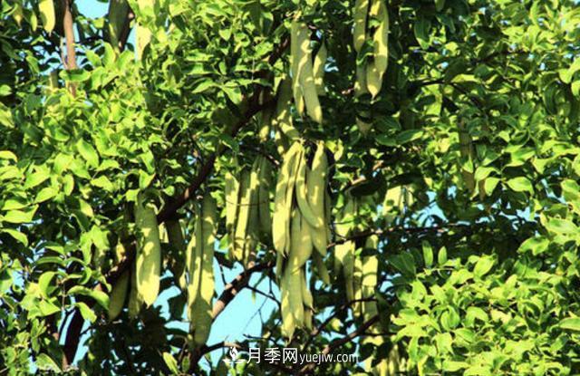 全身都是寶的南陽(yáng)皂角樹，如今是優(yōu)良鄉(xiāng)土樹種(圖4)