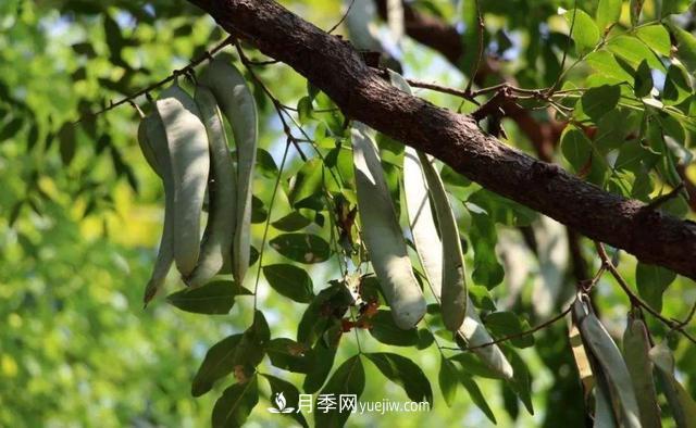 全身都是寶的南陽(yáng)皂角樹，如今是優(yōu)良鄉(xiāng)土樹種(圖2)