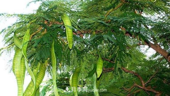 全身都是寶的南陽(yáng)皂角樹，如今是優(yōu)良鄉(xiāng)土樹種(圖1)