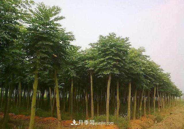 全身都是寶的南陽(yáng)皂角樹，如今是優(yōu)良鄉(xiāng)土樹種(圖3)
