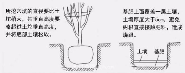 要想苗木長(zhǎng)得好，挖好樹穴很重要！標(biāo)準(zhǔn)種植穴(圖3)