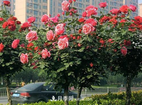 常規(guī)的月季樹多少錢一棵？(圖1)