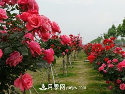 常規(guī)的月季樹多少錢一棵？(圖2)