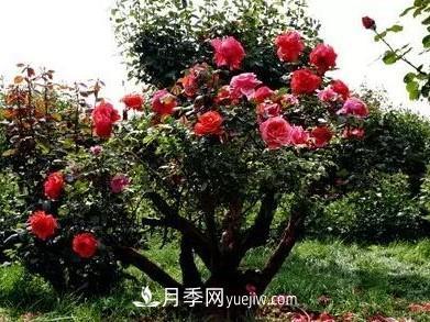 常規(guī)的月季樹多少錢一棵？(圖3)