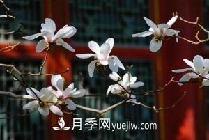 南召白玉蘭，廣玉蘭，紫玉蘭有什么區(qū)別，種植方法有哪些？(圖7)