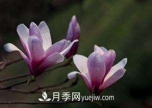 南召白玉蘭，廣玉蘭，紫玉蘭有什么區(qū)別，種植方法有哪些？(圖2)