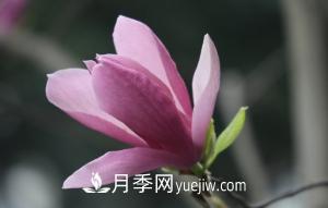南召白玉蘭，廣玉蘭，紫玉蘭有什么區(qū)別，種植方法有哪些？(圖5)