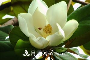 南召白玉蘭，廣玉蘭，紫玉蘭有什么區(qū)別，種植方法有哪些？(圖4)
