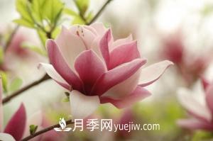 南召白玉蘭，廣玉蘭，紫玉蘭有什么區(qū)別，種植方法有哪些？(圖6)