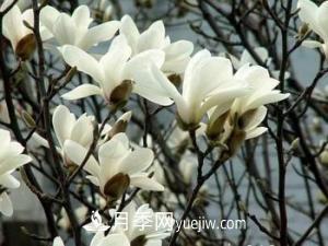 南召白玉蘭，廣玉蘭，紫玉蘭有什么區(qū)別，種植方法有哪些？(圖3)