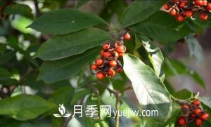 南召白玉蘭，廣玉蘭，紫玉蘭有什么區(qū)別，種植方法有哪些？(圖8)