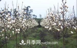南召白玉蘭，廣玉蘭，紫玉蘭有什么區(qū)別，種植方法有哪些？(圖9)