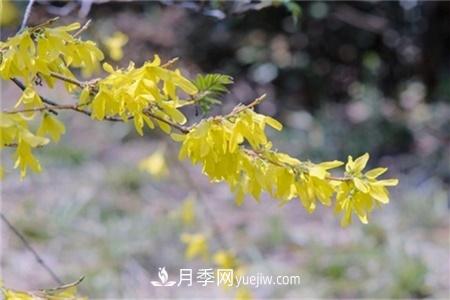 淮安適合養(yǎng)什么花，市花和市樹(shù)是什么(圖3)