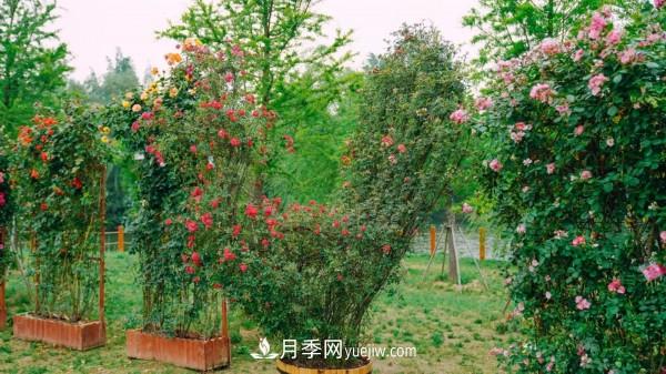 淮安市花月季為什么這樣“紅”？(圖1)