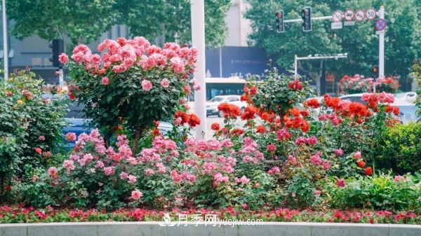 淮安市花月季為什么這樣“紅”？(圖3)