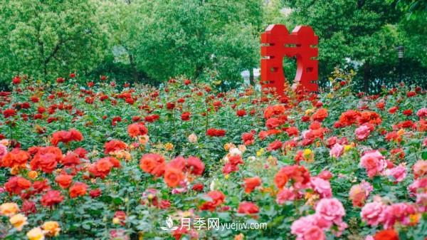 淮安市花月季為什么這樣“紅”？(圖5)