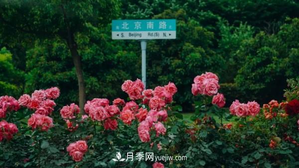 淮安市花月季為什么這樣“紅”？(圖4)