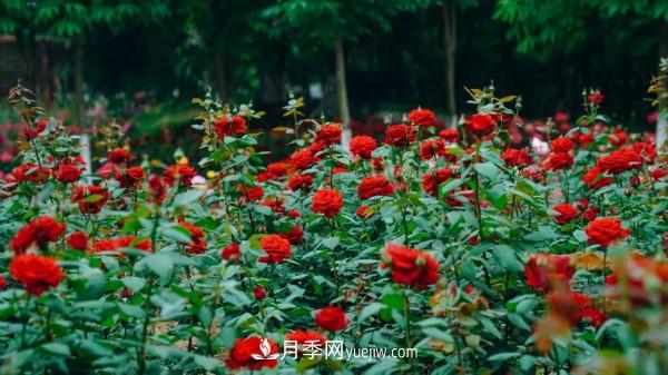 淮安市花月季為什么這樣“紅”？(圖2)
