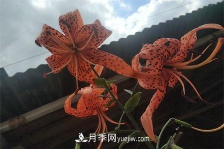 伊春適合養(yǎng)月季，市花和市樹是什么(圖1)