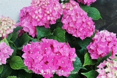 揚(yáng)州適合養(yǎng)月季花，市花和市樹(shù)是什么(圖1)