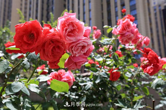 威海適合養(yǎng)月季花，市花和市樹是什么(圖1)