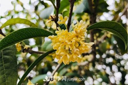 威海適合養(yǎng)月季花，市花和市樹是什么(圖2)