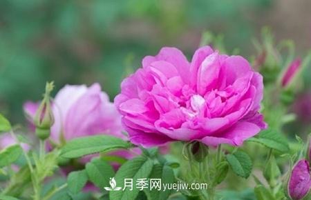 沈陽適合養(yǎng)月季花，市花和市樹是什么(圖1)