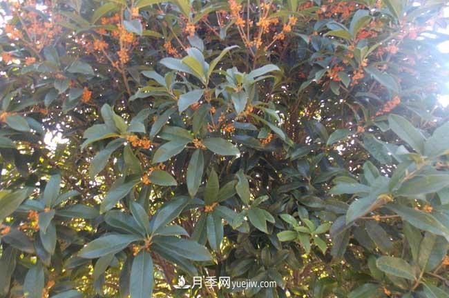 南陽(yáng)桂花樹(shù)價(jià)格表(圖1)
