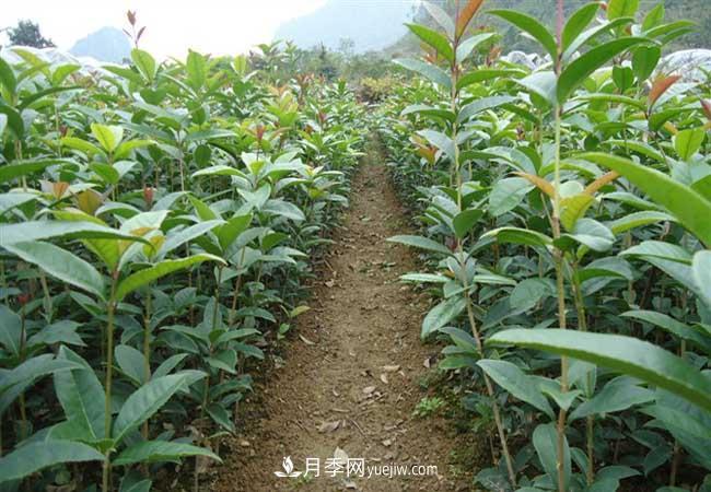 南陽(yáng)桂花樹(shù)價(jià)格表(圖2)