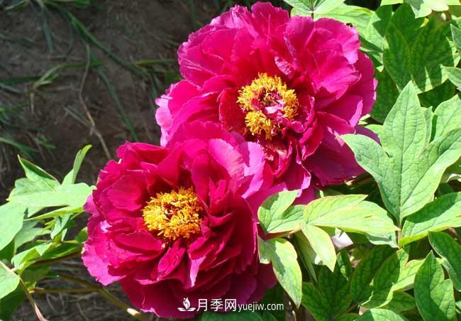 洛陽牡丹花的特點是什么？(圖2)