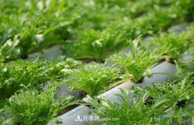 常見的無土栽培的花卉植物有哪些？(圖1)