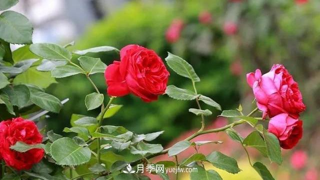 怎么讓高的月季長(zhǎng)成矮的月季呢？(圖2)