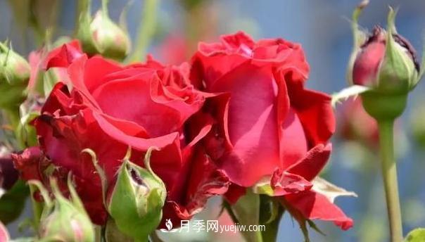 怎么讓高的月季長(zhǎng)成矮的月季呢？(圖1)