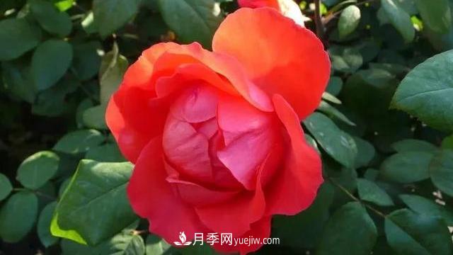 怎么讓高的月季長(zhǎng)成矮的月季呢？(圖3)