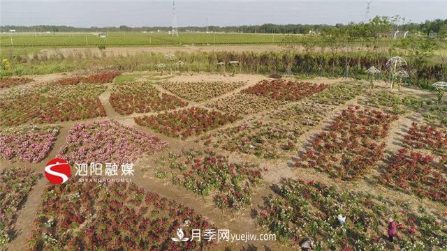 宿遷泗陽(yáng)：70萬(wàn)株月季繪就巨型“花開(kāi)圖”(圖2)
