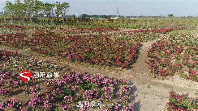 宿遷泗陽(yáng)：70萬(wàn)株月季繪就巨型“花開(kāi)圖”(圖1)