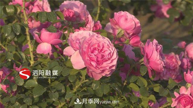宿遷泗陽(yáng)：70萬(wàn)株月季繪就巨型“花開(kāi)圖”(圖3)