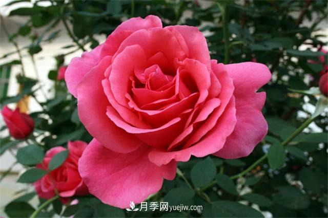 冬天月季易生病？做好3件事，健康茁壯開爆盆(圖1)
