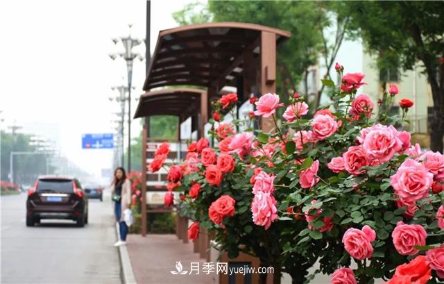 河北3公分樹狀月季，大花品種批發(fā)(圖1)