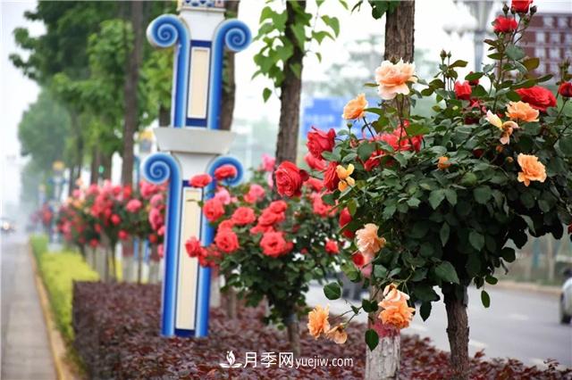 道路樹狀月季，行道月季樹(圖2)