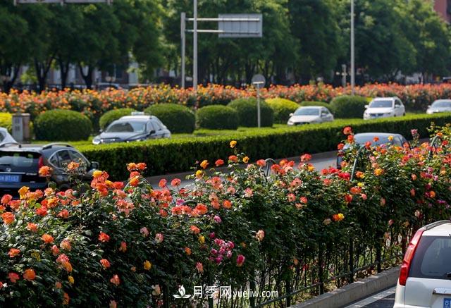 道路樹狀月季，行道月季樹(圖1)