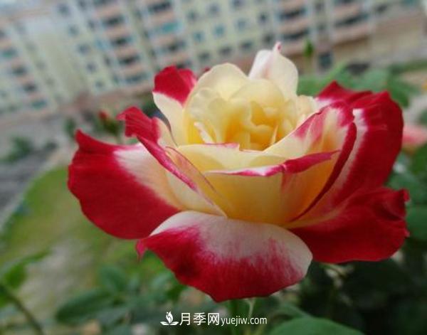 一般盆栽大花月季什么時(shí)間修剪比較好？(圖1)