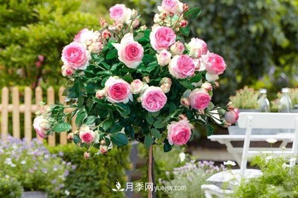 ***美藤本月季品種龍沙寶石，打造景區(qū)花墻(圖1)