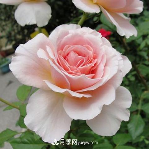 8種適合陽(yáng)臺(tái)養(yǎng)殖的藤本月季品種(圖2)