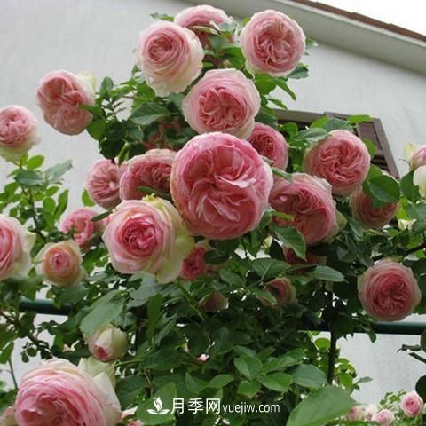 8種適合陽(yáng)臺(tái)養(yǎng)殖的藤本月季品種(圖1)