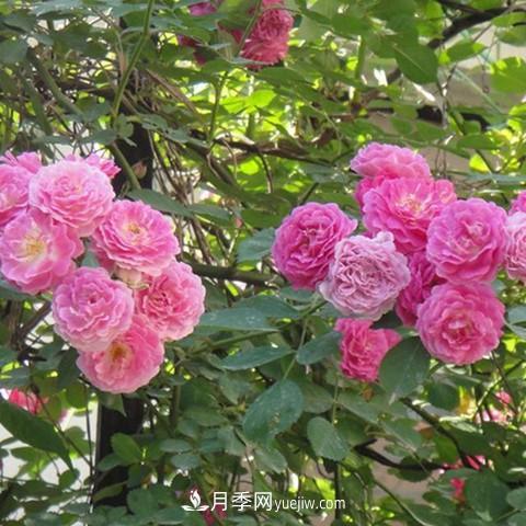 8種適合陽(yáng)臺(tái)養(yǎng)殖的藤本月季品種(圖5)